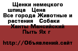 Щенки немецкого шпица › Цена ­ 20 000 - Все города Животные и растения » Собаки   . Ханты-Мансийский,Пыть-Ях г.